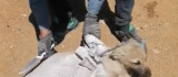 Elazığ'da çuvala konulan köpek ölüme terk edildi
