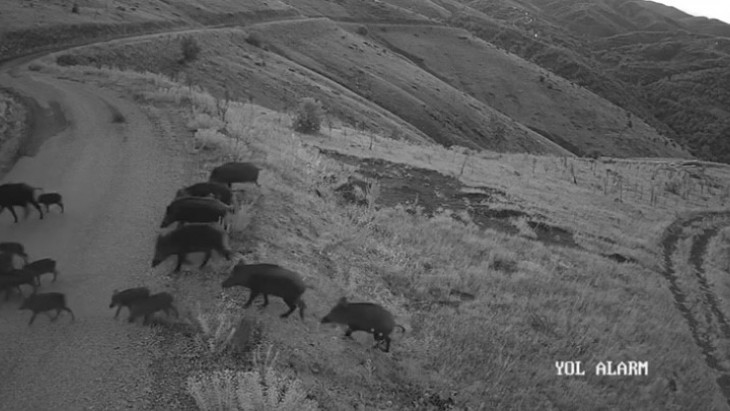 Elazığ'da yiyecek arayan domuz sürüsü kamerada