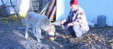 Kangal köpeğinin et yerine sebze yediğini gören Elazığlının şiveli tepkisi güldürdü